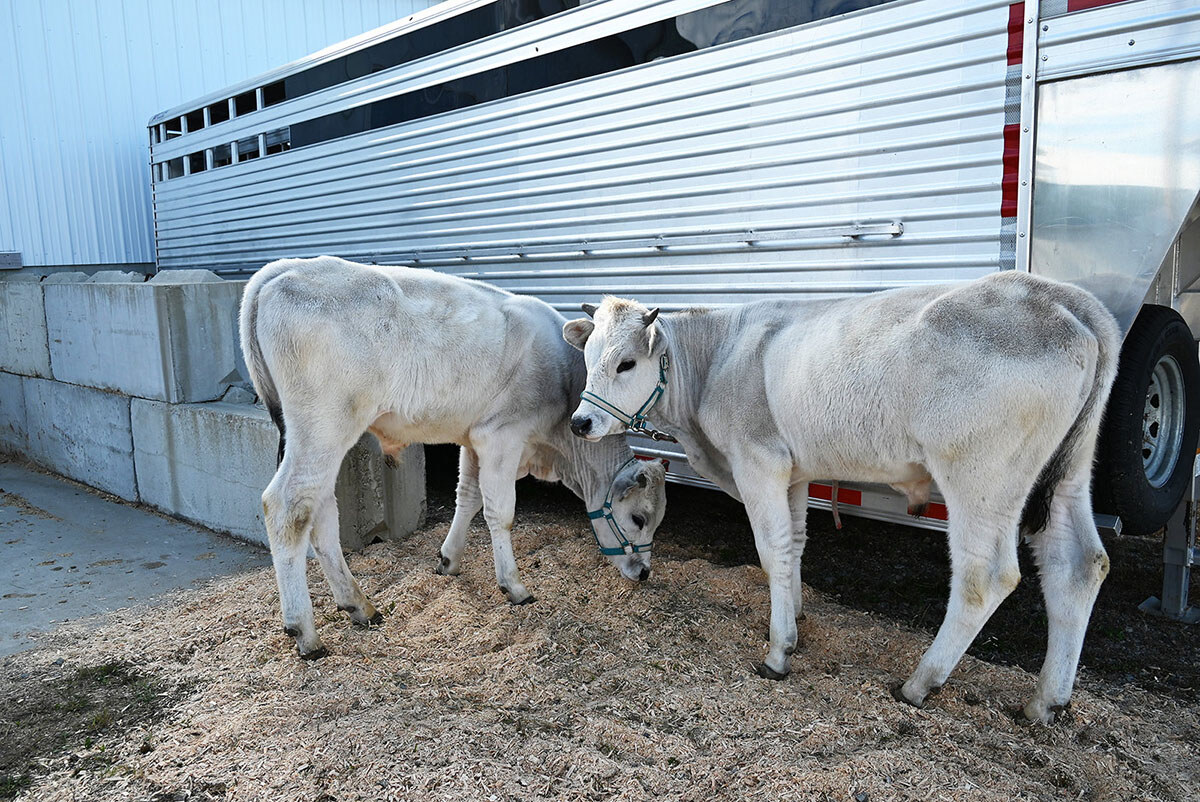 Two calves eating hay beside a livestock trailer at the Fryeburg Fair