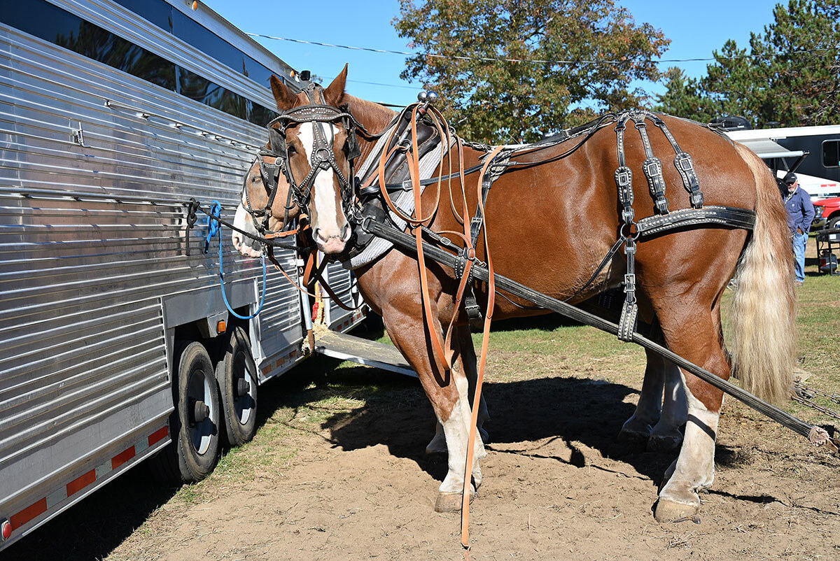 Horses & Trailer at the 2022 Fryeburg Fair; photo by Rachel Andrews Damon